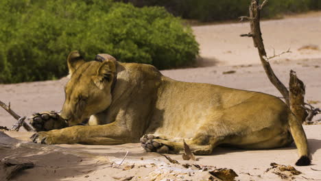 a desert lioness in front of a bush in the namib desert, observing her surroundings. she lies down and licks her front paw. her name is charly. this lioness was shot in may 2025 after killing a human.