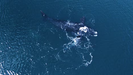 Baby-Whale-turning-around-and-slapping-pectoral-fin-against-de-surface-playing-with-sea-Lion---Aerial-top-down-view-slow-motion