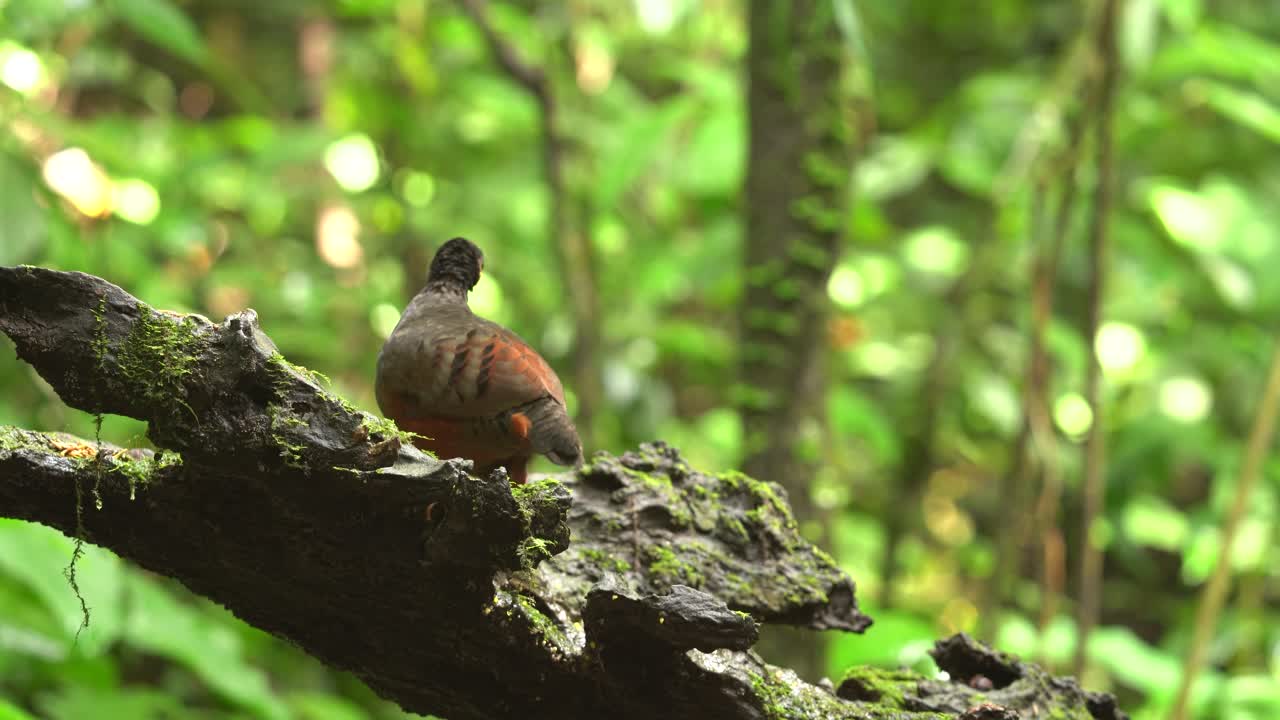 黒褐色の羽毛を持つクリハラシャコが食べ残しをついばんでいた