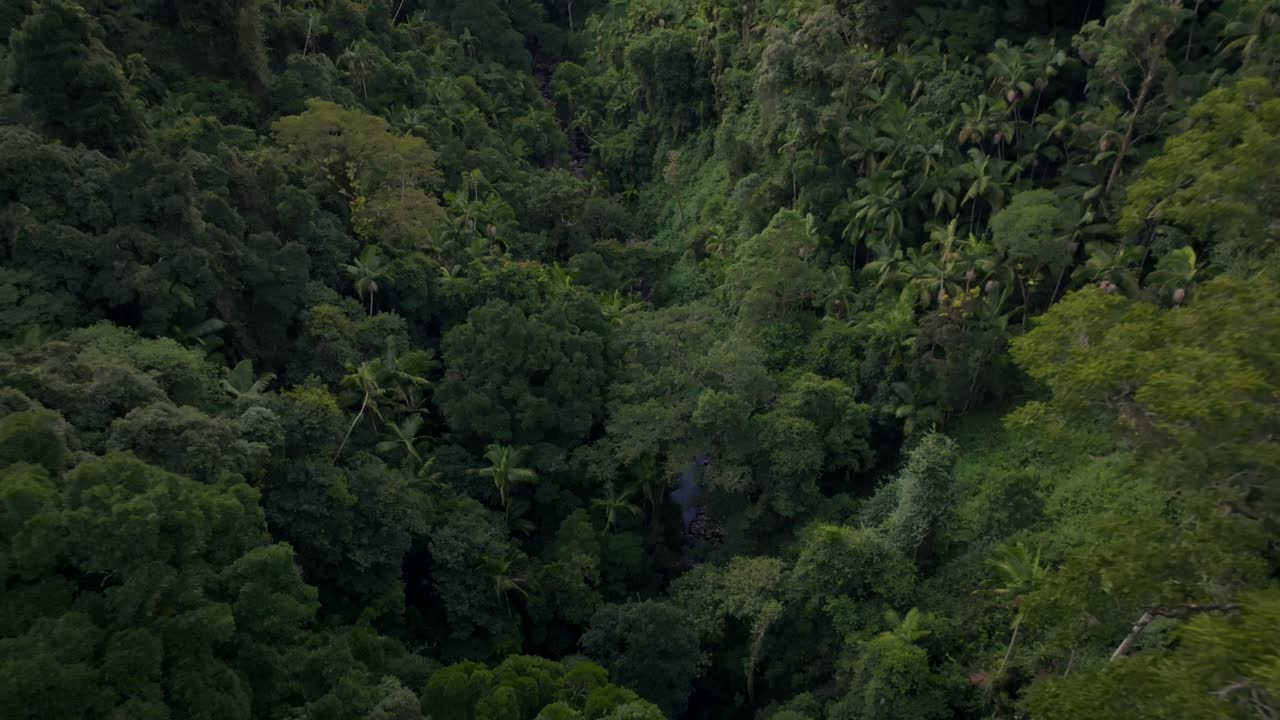 el bosque de purling brook filmado con un dron, australia