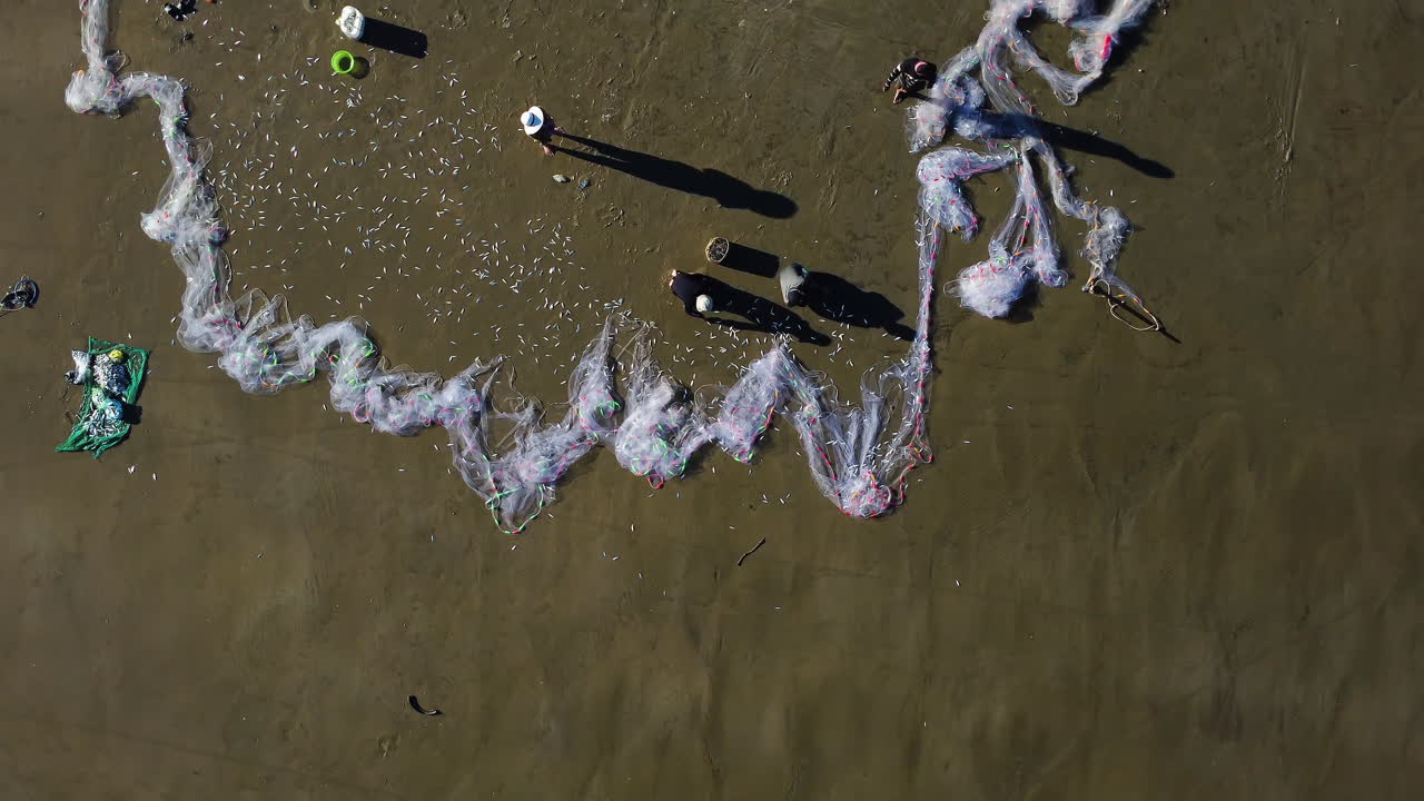 antena de arriba hacia abajo, los pescadores clasifican grandes capturas de peces de la red de pesca en la playa
