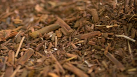 closeup shot of dried madder root, natural dye for organic textiles traditional in pakistan and india