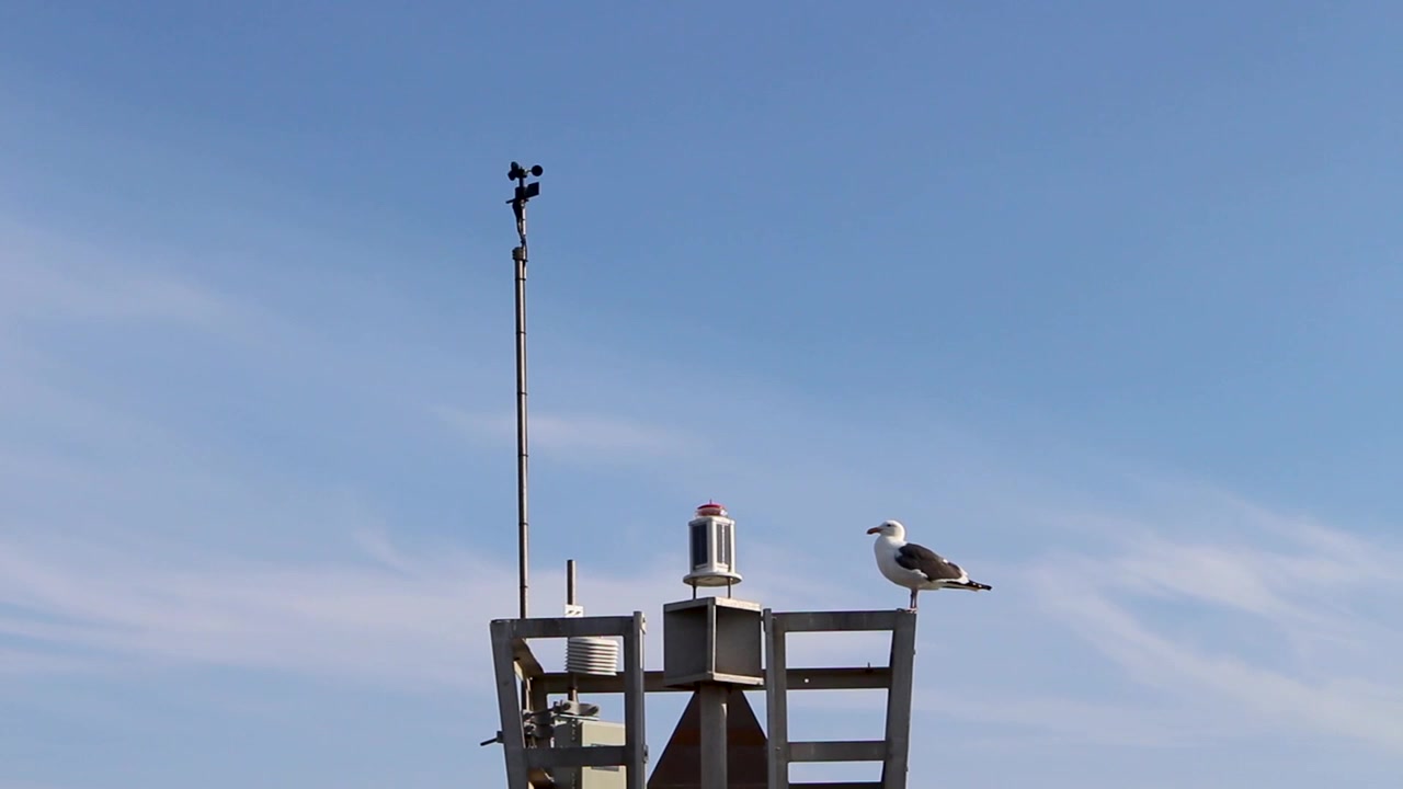 Meeuw stond op een pier onder een blauwe lucht, in Californië, VS