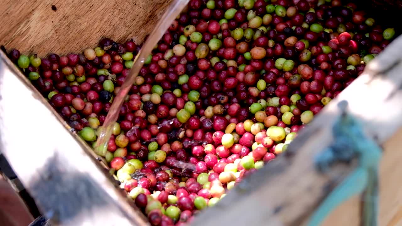 granos de cereza de café maduros despulpados mediante proceso de agua con máquina despulpadora de madera durante la cosecha de café en timor leste, sudeste de asia