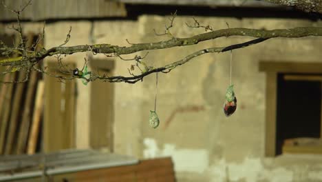 titmice-fighting-for-food-while-woodpecker-eating-from-the-feeder,-Latvia