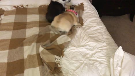 Boston-Terrier-Y-Un-Pug-Jugando-Y-Peleando-Encima-De-Una-Cama