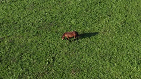 Brown-horse-on-green-pasture,-aerial-view,-ranch-and-farmland-animal