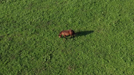 brown horse on green pasture, aerial view, ranch and farmland animal