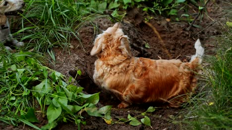 beautiful dachshund outdoors. pet dogs digging hole in the soil on field in summer. adorable dog. domestic pets walking.