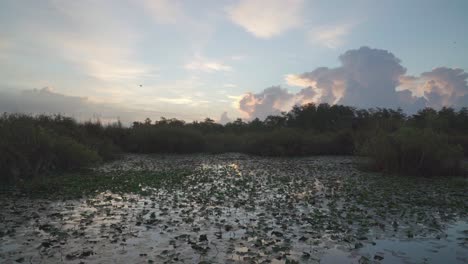 Los-Pacíficos-Everglades-Slough-Amanecer-Paisaje-Con-Spatterdock-Nenúfares-En-Primer-Plano