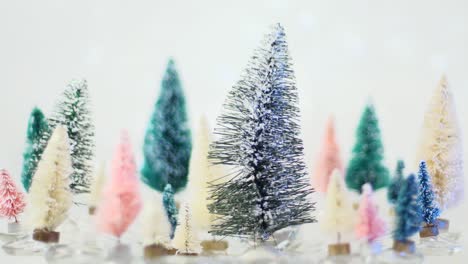 rack of focus of bottlebrush trees from background to foreground on a white background