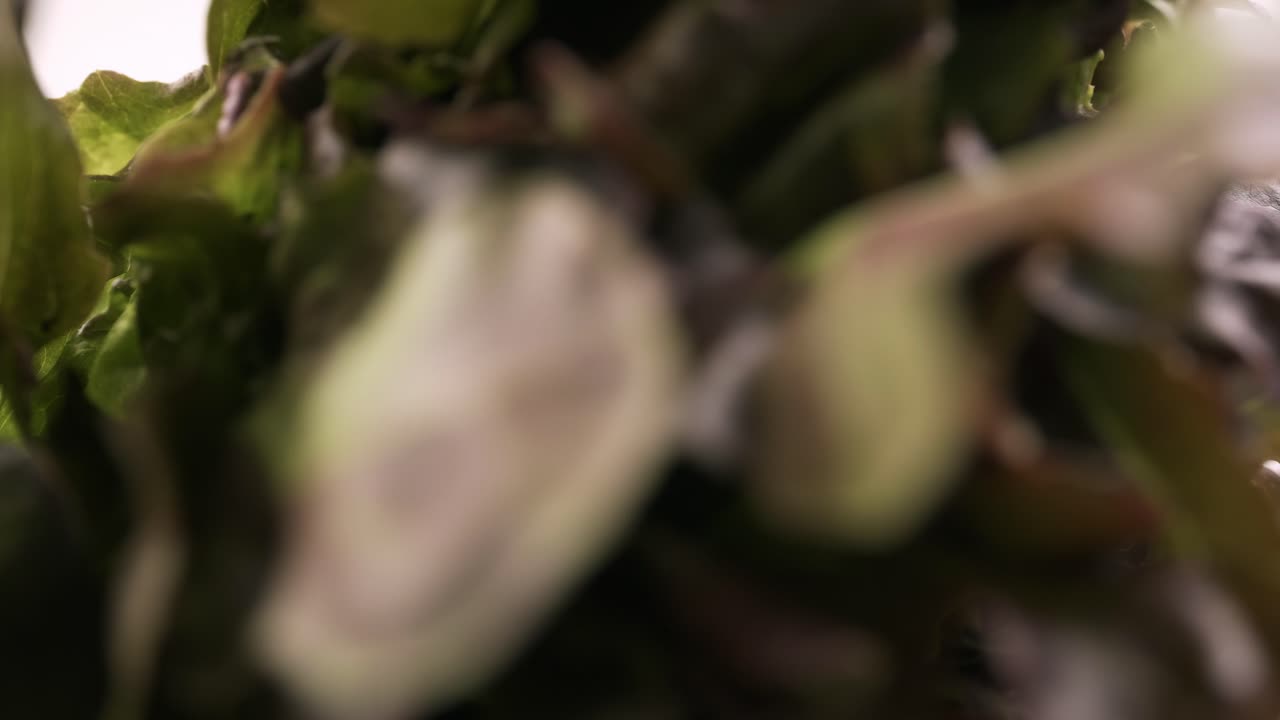 la lechuga fresca de roble verde y roble rojo plantada en estilo hidropónico está bellamente colocada y gira lentamente