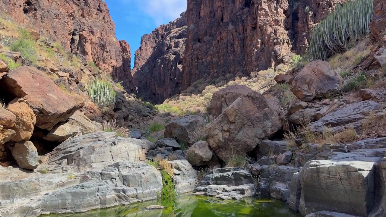 Naturlig grøn dam omgivet af vulkanske sten og endemiske planter inde i Hondo-slugten på den solrige ø Gran Canaria, Spanien