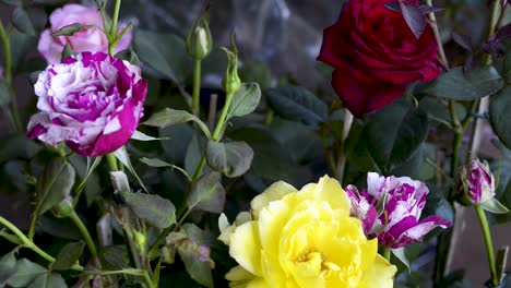 beautiful colorful roses garden. panoramic plane tilt up