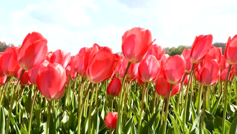 los tulipanes rojos ondeando en el viento