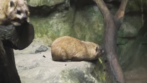 Klippschliefer-Ruht-Und-Schläft-Auf-Felsen-In-Einem-Zoo-In-Singapur---Nahaufnahme