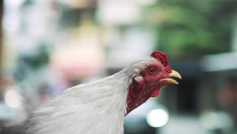 Handheld-view-of-hen-and-blurred-Vietnamese-street