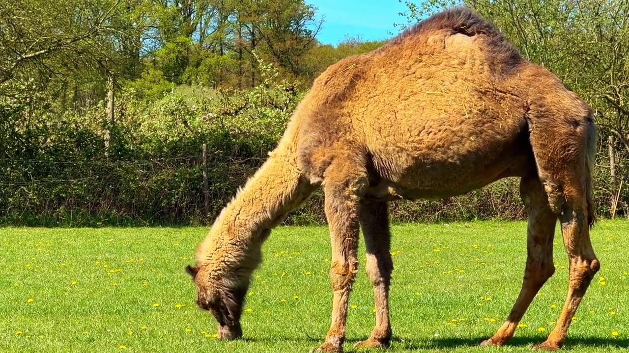 Yönetilen kırsal bir ortamda otçul aktivitesine özgü beslenme davranışını ve başı aşağıda otlama duruşunu gösteren, otlakta otlayan tek hörgüçlü deve (Camelus dromedarius), sabit yan görünüm.