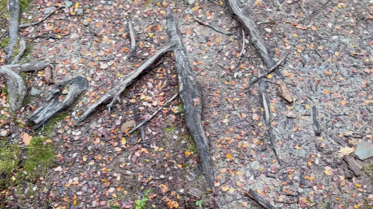 Camera moves downward over mossy stump, roots, lichen, and forest floor in soft daylight