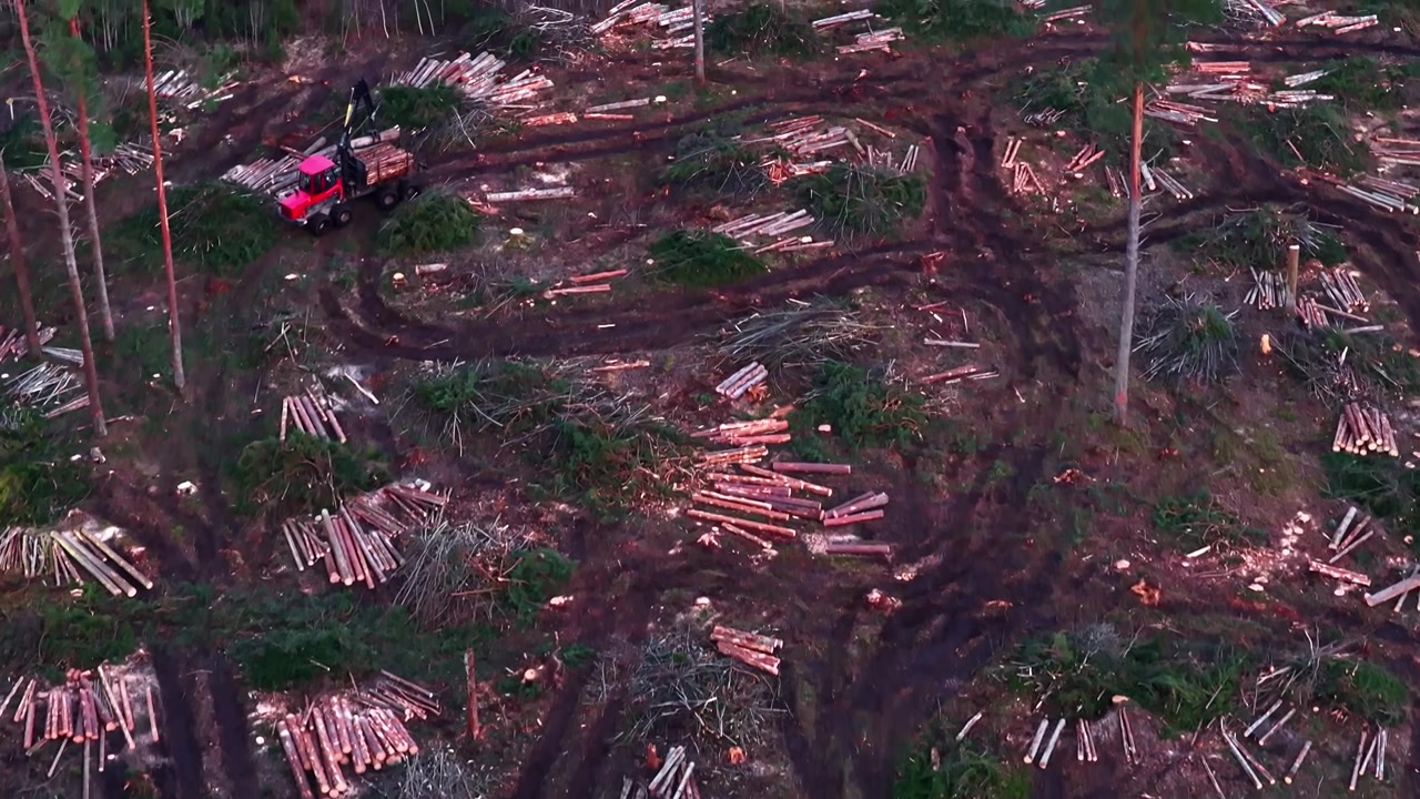 Aerial view of a forwarder maneuvering and loading cut timber in a deforested woodland area