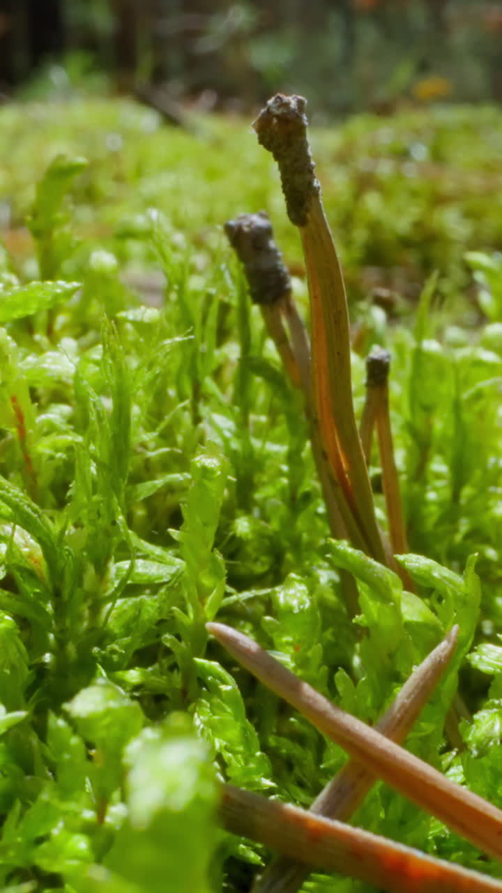 Fallen pine tree needles stick out in grass on field slow motion. Probe lens shot of amazing virgin nature beauty macro. Natural scene and environment
