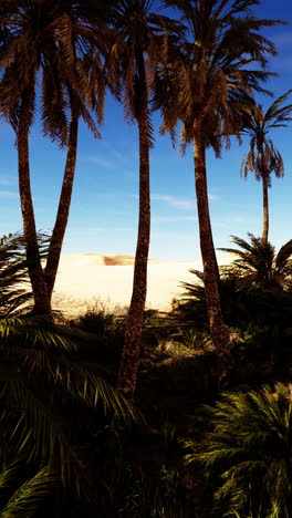 palm trees in a desert oasis