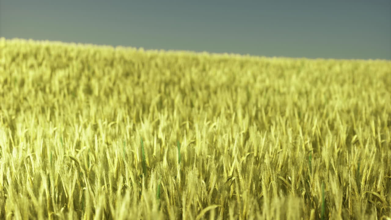 Expansive golden wheat field swaying under clear blue sky during sunrise