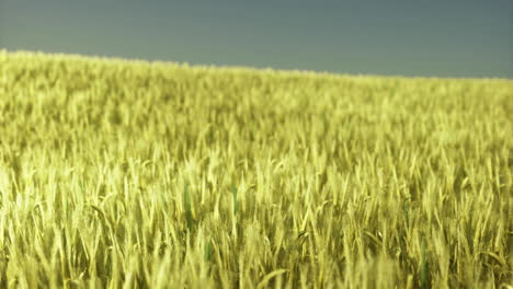 Expansive golden wheat field swaying under clear blue sky during sunrise