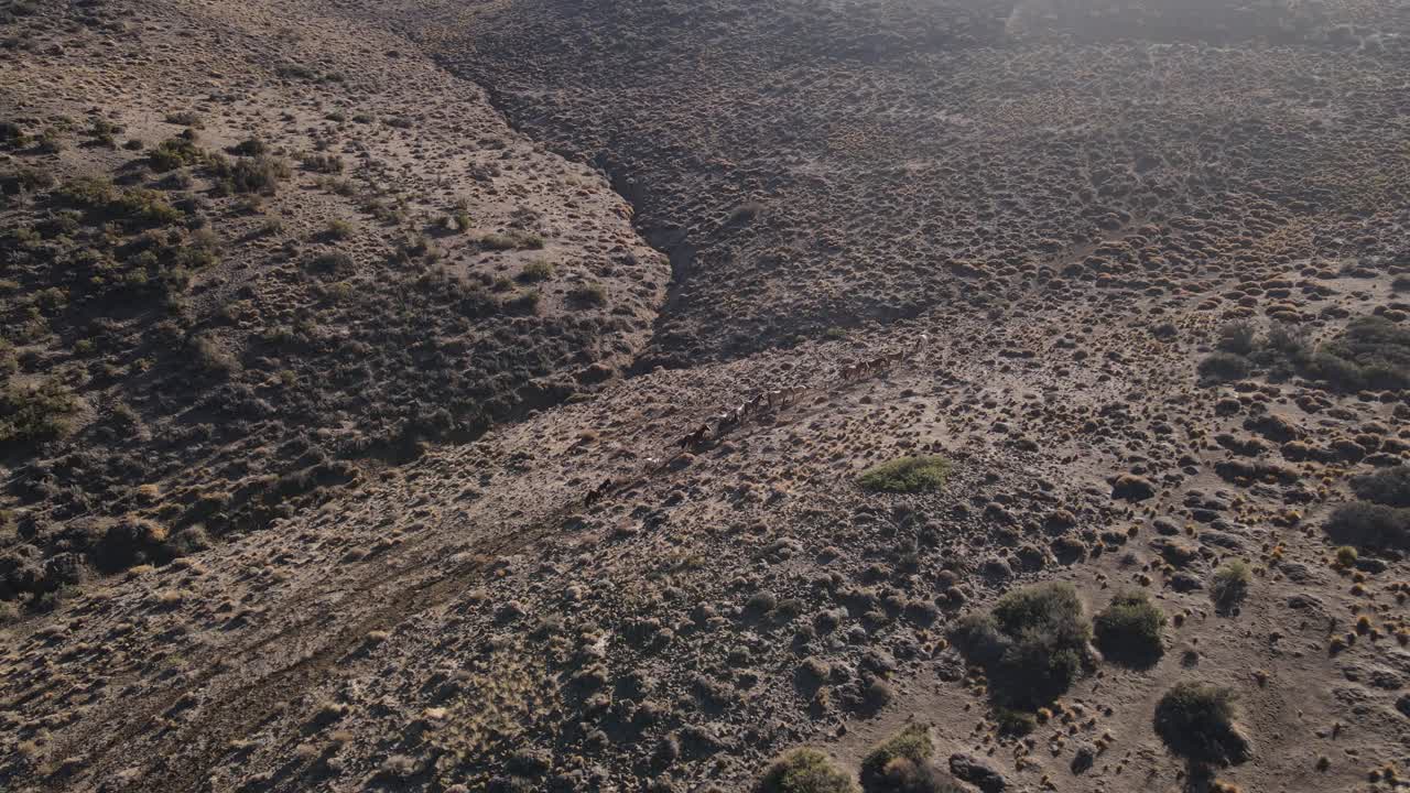 초원을 달리는 말 떼