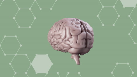 animación de un cerebro humano girando sobre un fondo verde