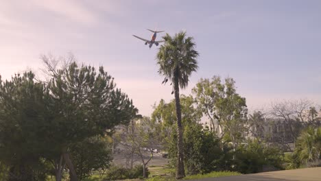 plane flying over palm tree preparing to land on cloudy day - in slow motion