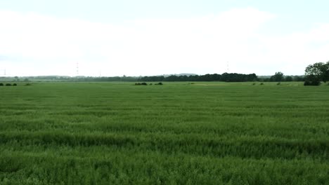 Fields-wave-around-in-the-strong-wings,-in-the-beautiful-countryside-of-the-United-Kingdom