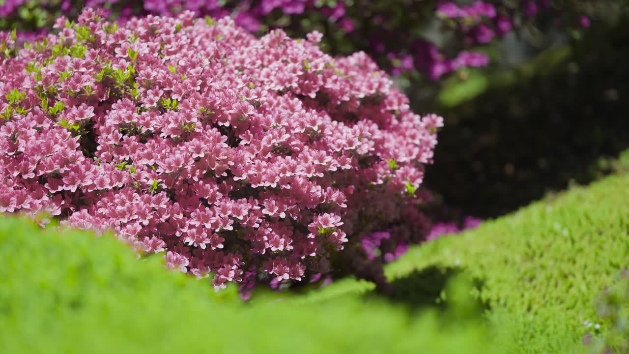 impresionante arbusto de rododendro en plena floración densamente cubierto de flores rosadas