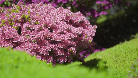 stunning rhododendron bush in full bloom densely covered by pink flowers