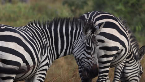 two zebra grazing on grass in uganda, africa