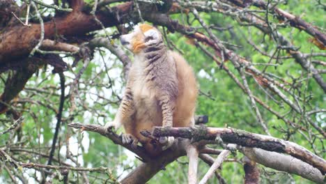 Golden-Gekrönter-Lemur-Schaut-Nach-Oben,-Wo-Er-In-Einen-Baum-Oben-Springt