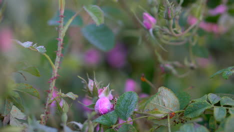 Eine-Rose-Hat-Noch-Nicht-Geblüht