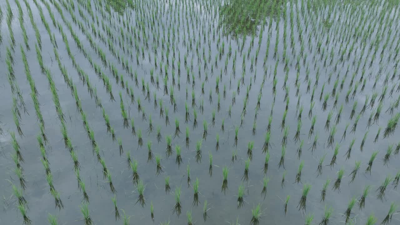 una toma aérea de un dron volando bajo sobre los arrozales de ubud bali con el cielo reflejado en el agua