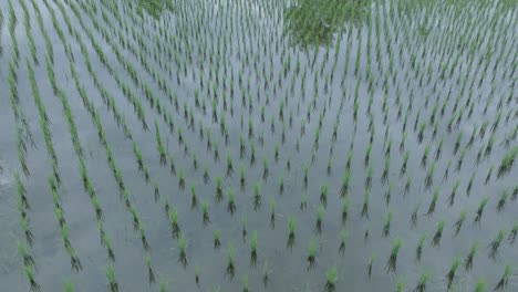 aerial drone shot flying low over rice paddies in ubud bali with the sky reflected in the water