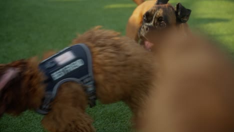 dogs run around an outdoor urban dog park