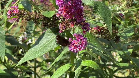 La-Mariposa-Descansa-Sobre-Una-Planta-Verde-Con-Flores-Moradas