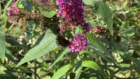 butterfly's resting upon a green plant with purple flowers