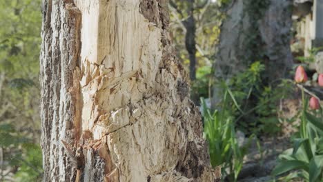 Poderosa-Toma-En-Cámara-Lenta-De-Un-Hacha-Cortando-Un-árbol