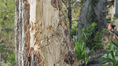 poderosa toma en cámara lenta de un hacha cortando un árbol