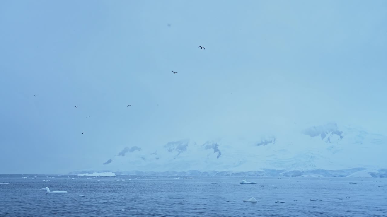 겨울에 날아다니는 바다새, 해안 풍경, 바다와 남극 해안 풍경과 함께 비행하는 새 무리, 야생동물이 풍부한 남극 반도 해안 바다 풍경