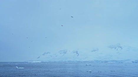 Seevögel-Fliegen-In-Der-Winterlichen-Küstenlandschaft,-Vogelschwärme-Im-Flug-Mit-Ozean--Und-Antarktisküstenlandschaft,-Küstenmeerblick-Der-Antarktishalbinsel-Mit-Einer-Fülle-An-Wildtieren