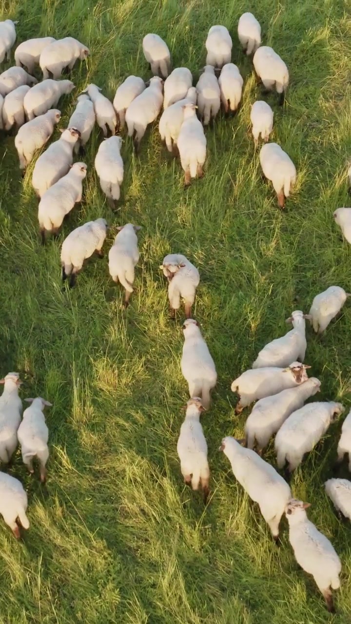 Vista verticale con drone di un grande gregge di pecore bianche che pascolano e si muovono insieme attraverso un rigoglioso pascolo verde.