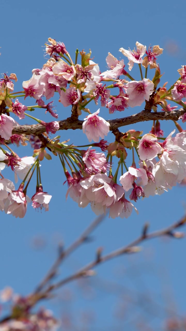 Primo piano di fiori di sakura rosa che ondeggiano dolcemente su un ramo sotto un cielo azzurro brillante.