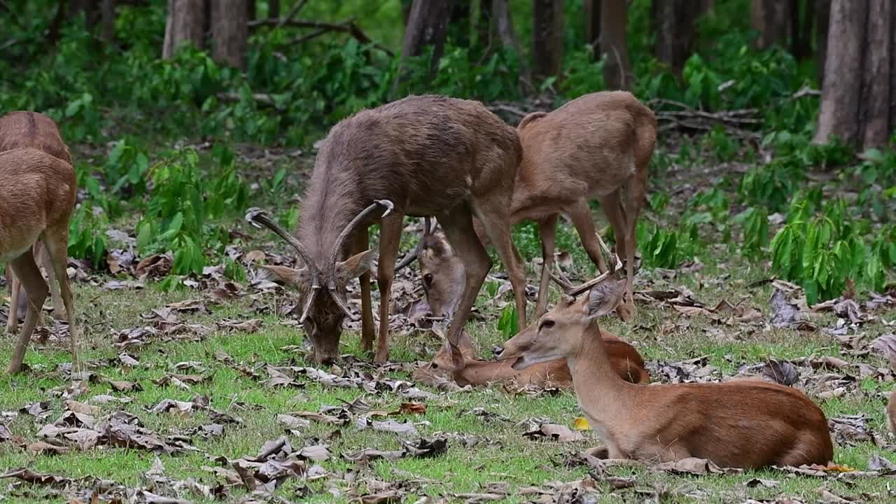A stag seen feeding and others resting on the grass during a windy afternoon in the forest