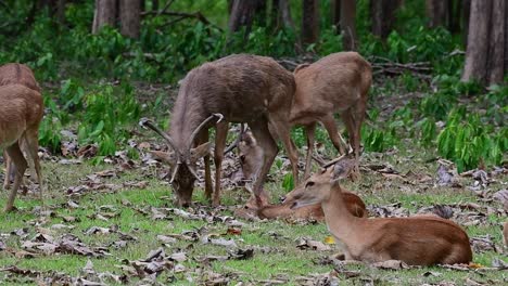 a stag seen feeding and others resting on the grass during a windy afternoon in the forest